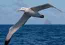 Albatrosz
